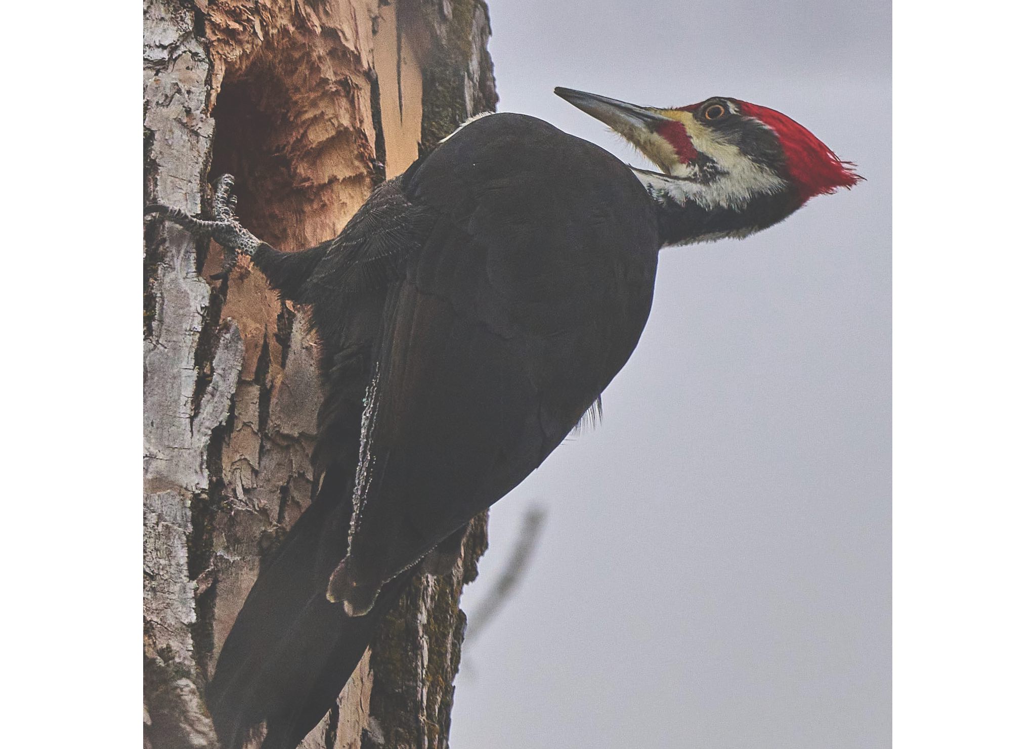 Un Grand Pic (Pileated Woodpecker) photographié
devant son nid dans la forêt Lemay par un résident de
Saint-Norbert. 